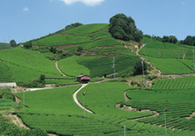 煎茶をつくる山なり茶園（和束町）