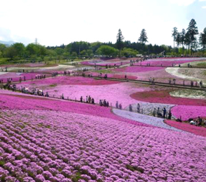 秩父 芝桜の丘