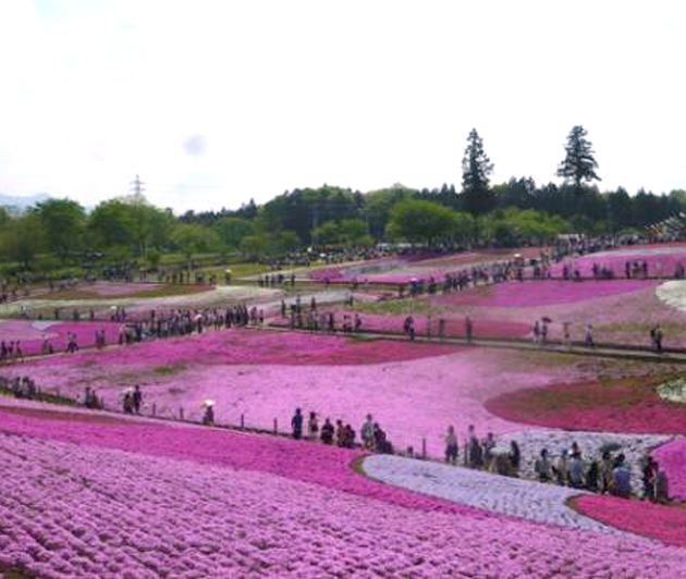 芝桜の丘