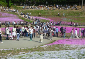 多くのお客様でにぎわっている「芝桜の丘」