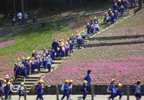 多くのお客様でにぎわっている「芝桜の丘」