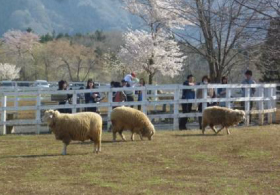 羊山公園には「ふれあい牧場」などの見所も