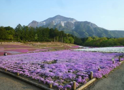 おわら風の盆を再現した芝桜の丘