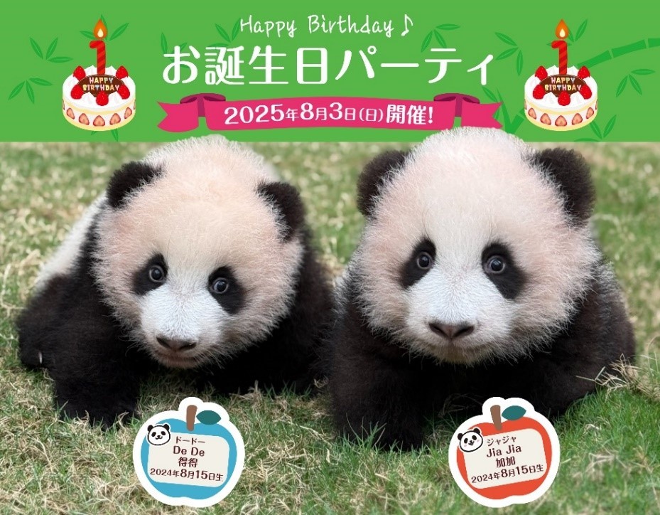 双子の赤ちゃんパンダの誕生日をお祝い！「香港オーシャンパーク